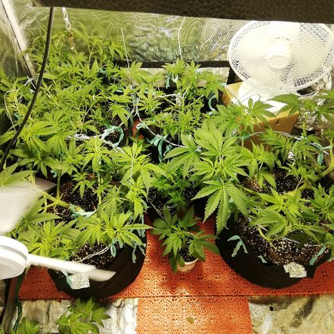 Sour Diesel #1 growlog timeline photo
