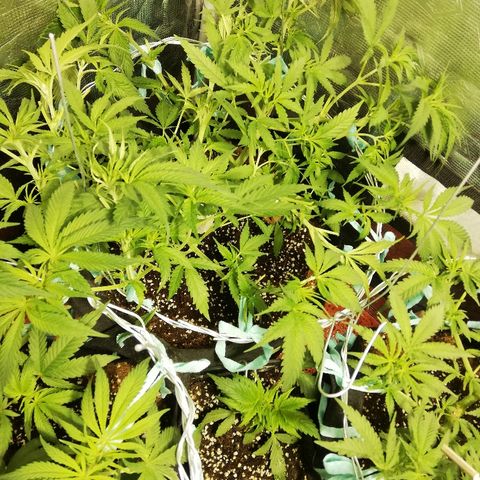 Sour Diesel #1 growlog timeline photo