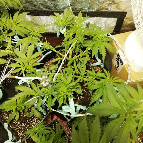 Sour Diesel #1 growlog timeline photo