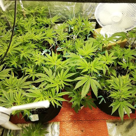 Sour Diesel #1 growlog timeline photo