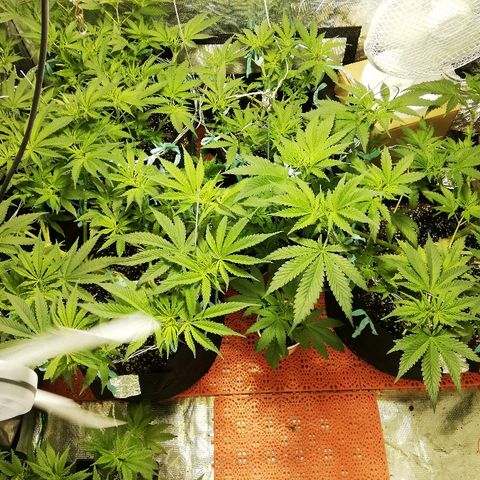 Sour Diesel #1 growlog timeline photo