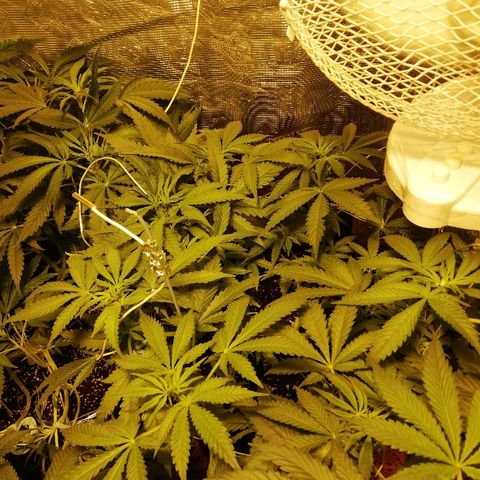 Sour Diesel #1 growlog timeline photo