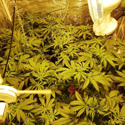 Sour Diesel #1 growlog timeline photo
