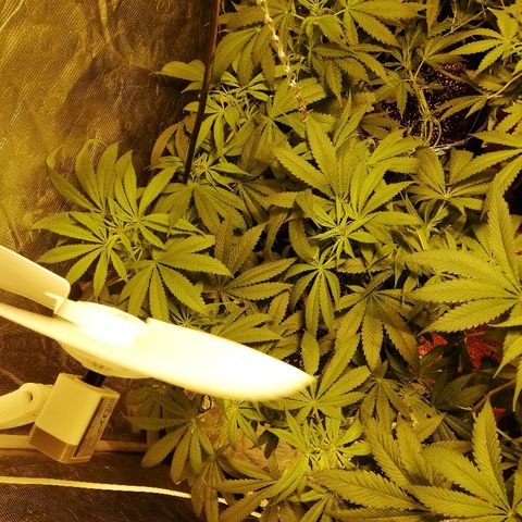 Sour Diesel #1 growlog timeline photo