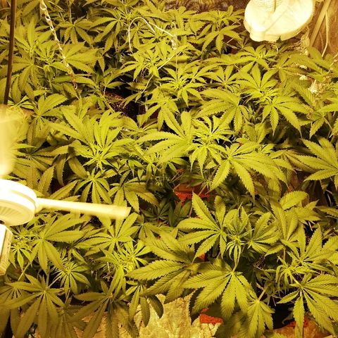 Sour Diesel #1 growlog timeline photo