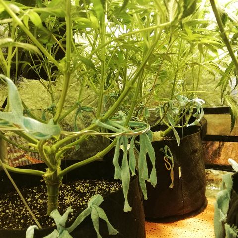 Sour Diesel #1 growlog timeline photo