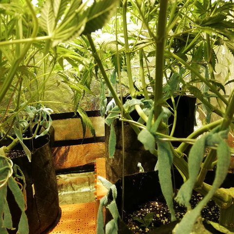Sour Diesel #1 growlog timeline photo