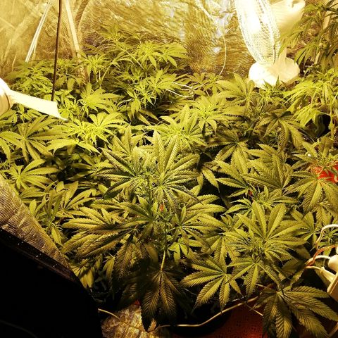Sour Diesel #1 growlog timeline photo