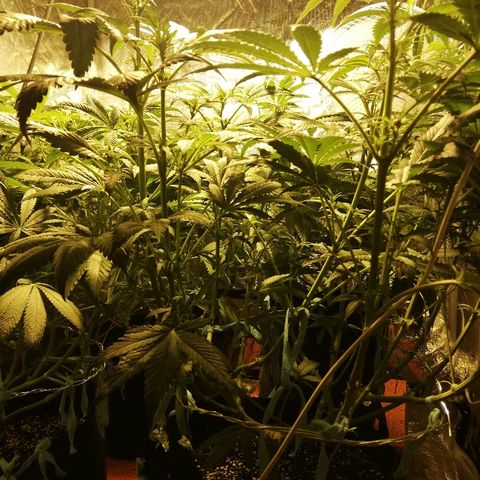 Sour Diesel #1 growlog timeline photo