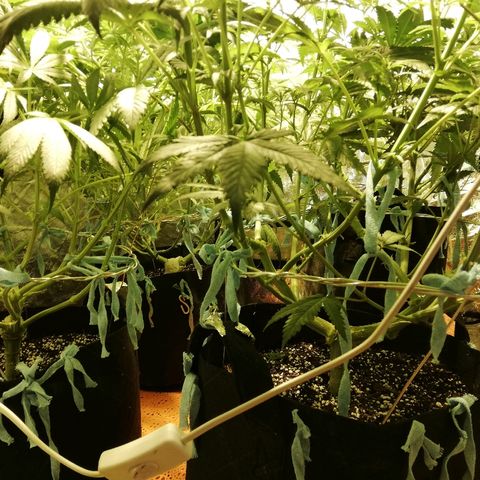 Sour Diesel #1 growlog timeline photo