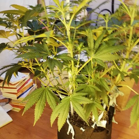 Sour Diesel #1 growlog timeline photo