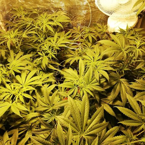 Sour Diesel #1 growlog timeline photo