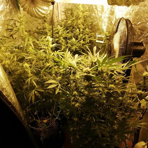Sour Diesel #1 growlog timeline photo
