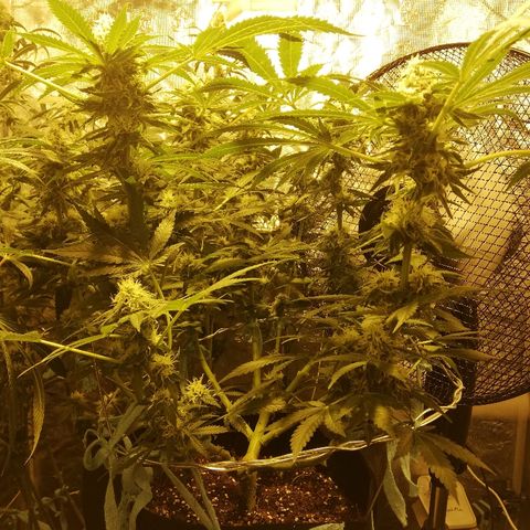 Sour Diesel #1 growlog timeline photo