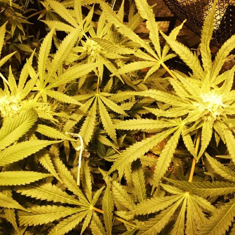 Sour Diesel #1 growlog timeline photo