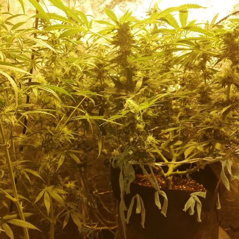 Sour Diesel #1 growlog timeline photo