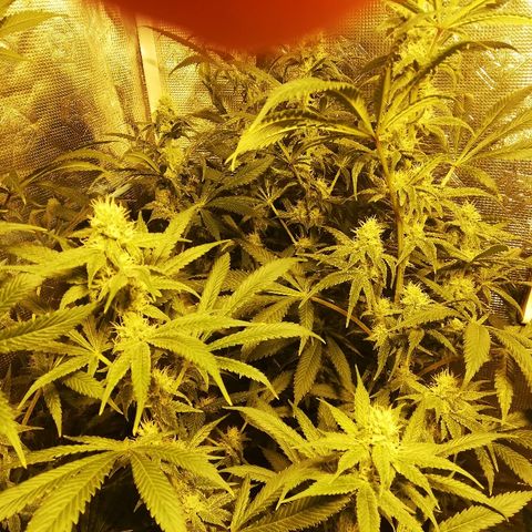 Sour Diesel #1 growlog timeline photo