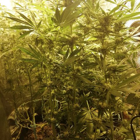 Sour Diesel #1 growlog timeline photo