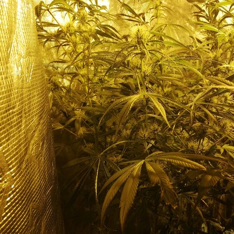 Sour Diesel #1 growlog timeline photo