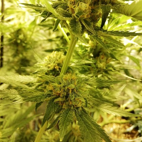 Sour Diesel #1 growlog timeline photo