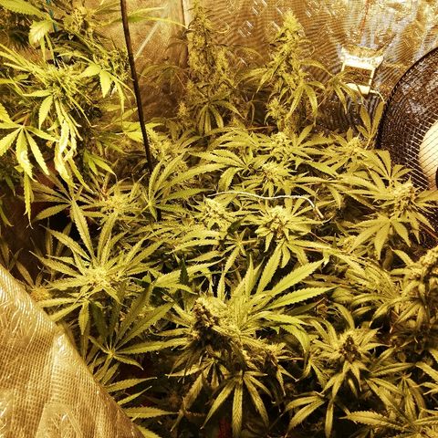 Sour Diesel #1 growlog timeline photo