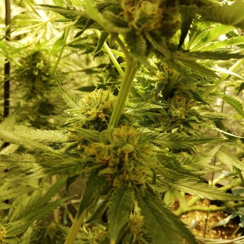 Sour Diesel #1 growlog timeline photo
