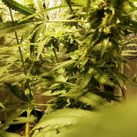 Sour Diesel #1 growlog timeline photo