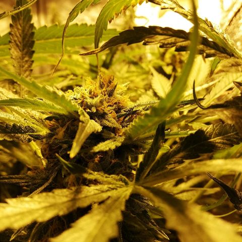 Sour Diesel #1 growlog timeline photo
