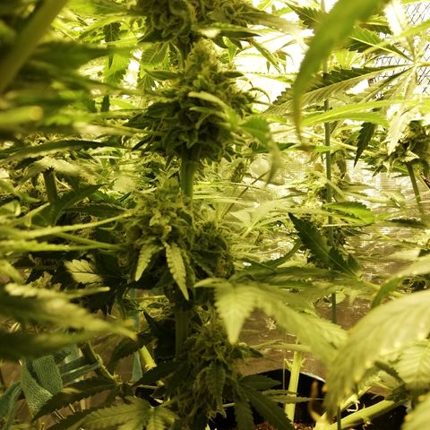 Sour Diesel #1 growlog timeline photo