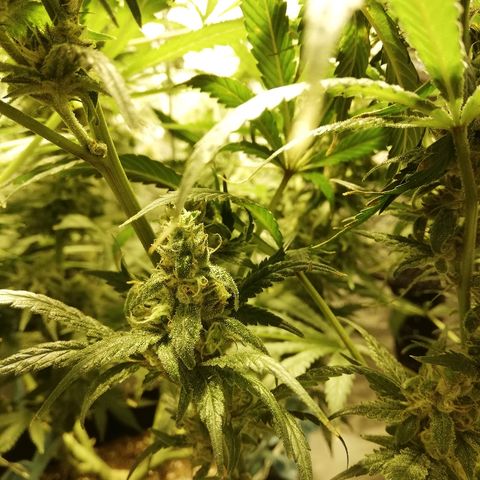 Sour Diesel #1 growlog timeline photo
