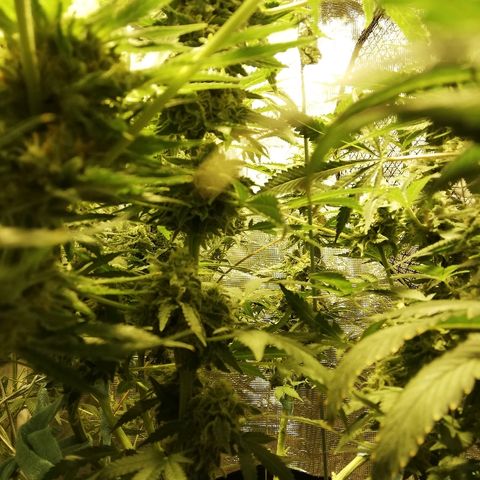 Sour Diesel #1 growlog timeline photo