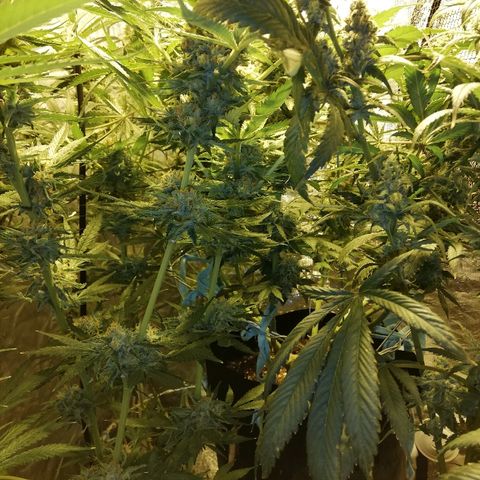 Sour Diesel #1 growlog timeline photo