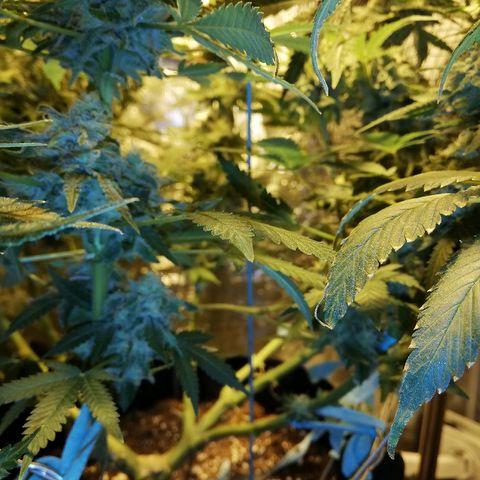 Sour Diesel #1 growlog timeline photo