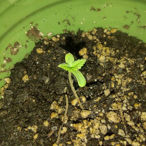 Og cookies  growlog timeline photo