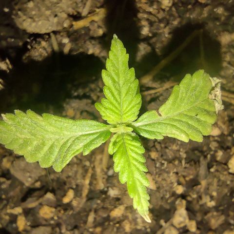 Og cookies  growlog timeline photo