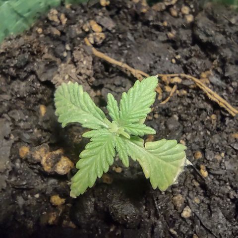 Og cookies  growlog timeline photo