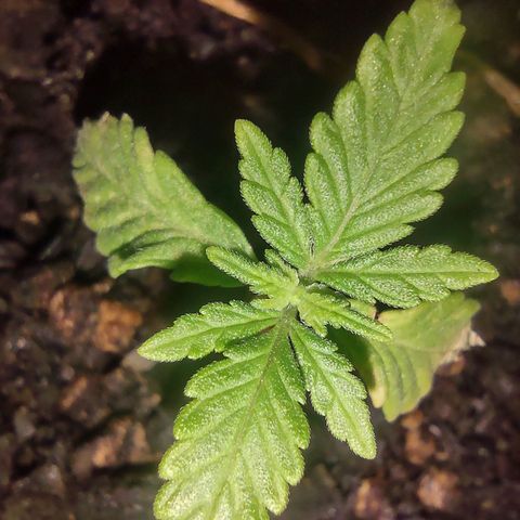 Og cookies  growlog timeline photo