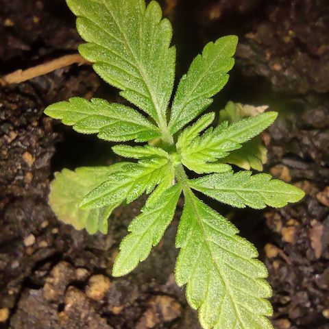 Og cookies  growlog timeline photo