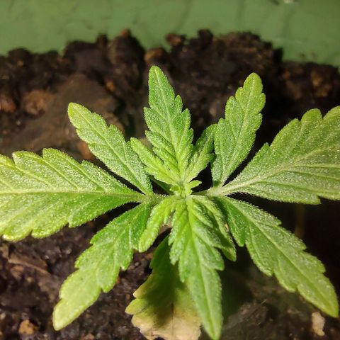 Og cookies  growlog timeline photo