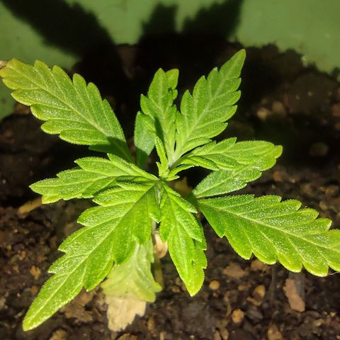 Og cookies  growlog timeline photo