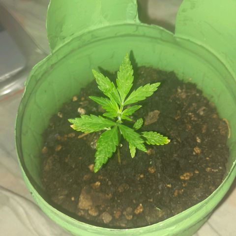 Og cookies  growlog timeline photo