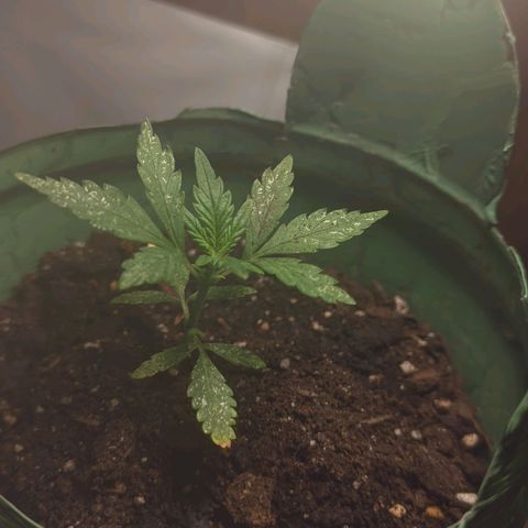 Og cookies  growlog timeline photo