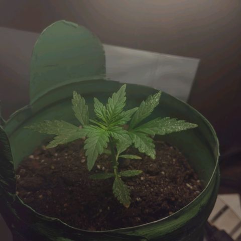 Og cookies  growlog timeline photo