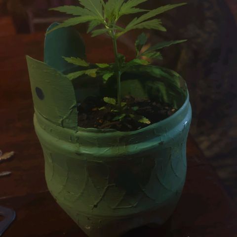 Og cookies  growlog timeline photo