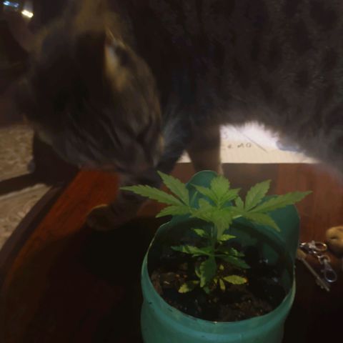 Og cookies  growlog timeline photo