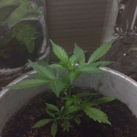 Og cookies  growlog timeline photo