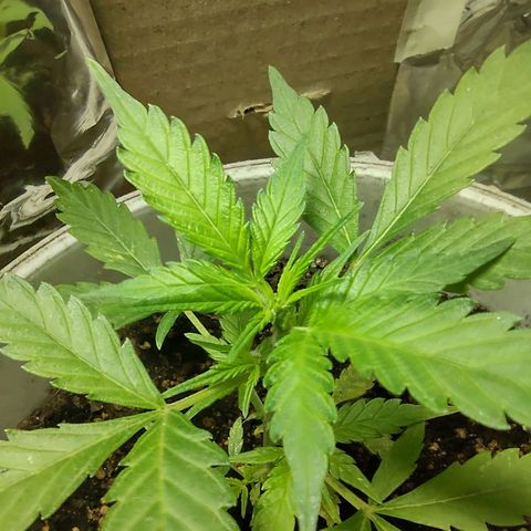 Og cookies  growlog timeline photo