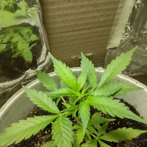 Og cookies  growlog timeline photo