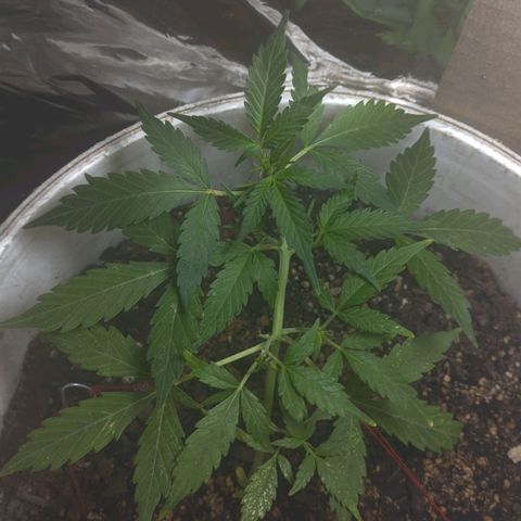Og cookies  growlog timeline photo