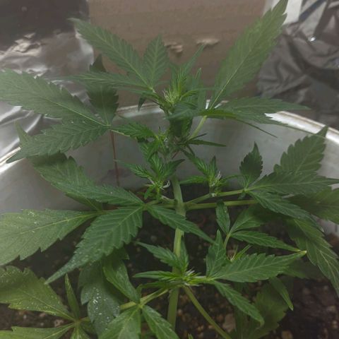 Og cookies  growlog timeline photo